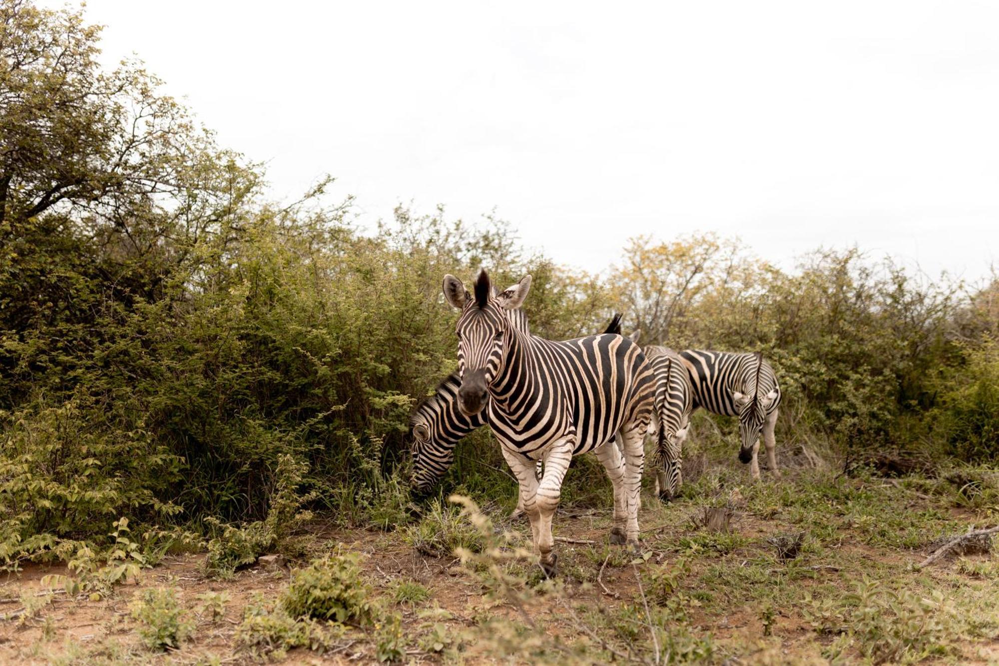 Little Kubu Lodge Hoedspruit Buitenkant foto