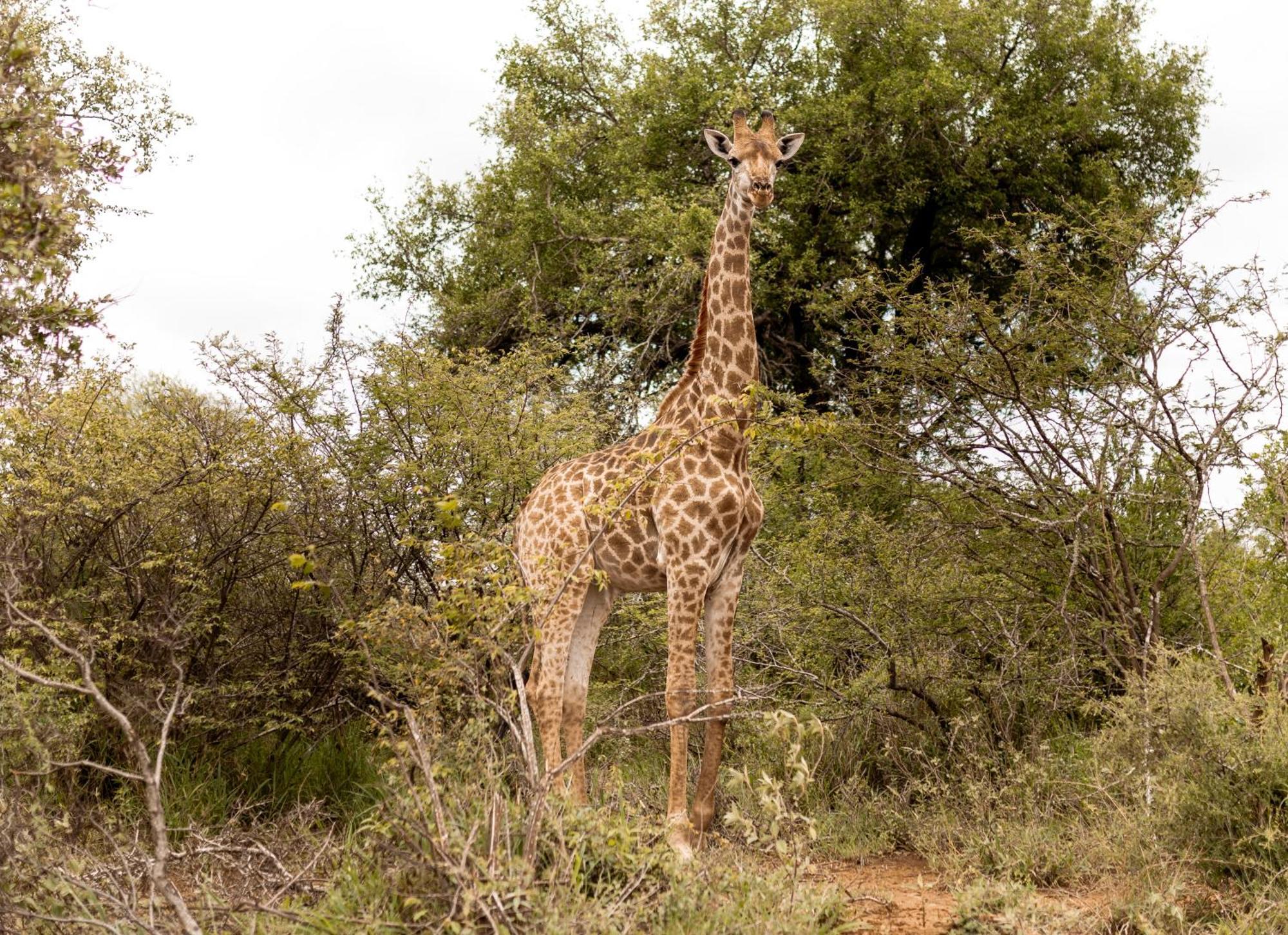 Little Kubu Lodge Hoedspruit Buitenkant foto