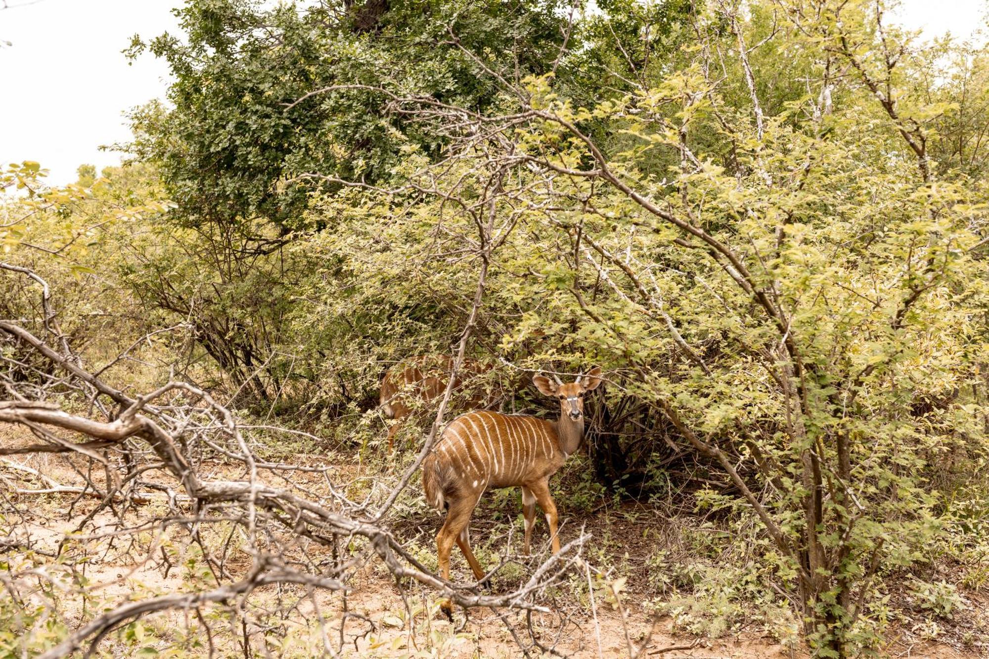 Little Kubu Lodge Hoedspruit Buitenkant foto